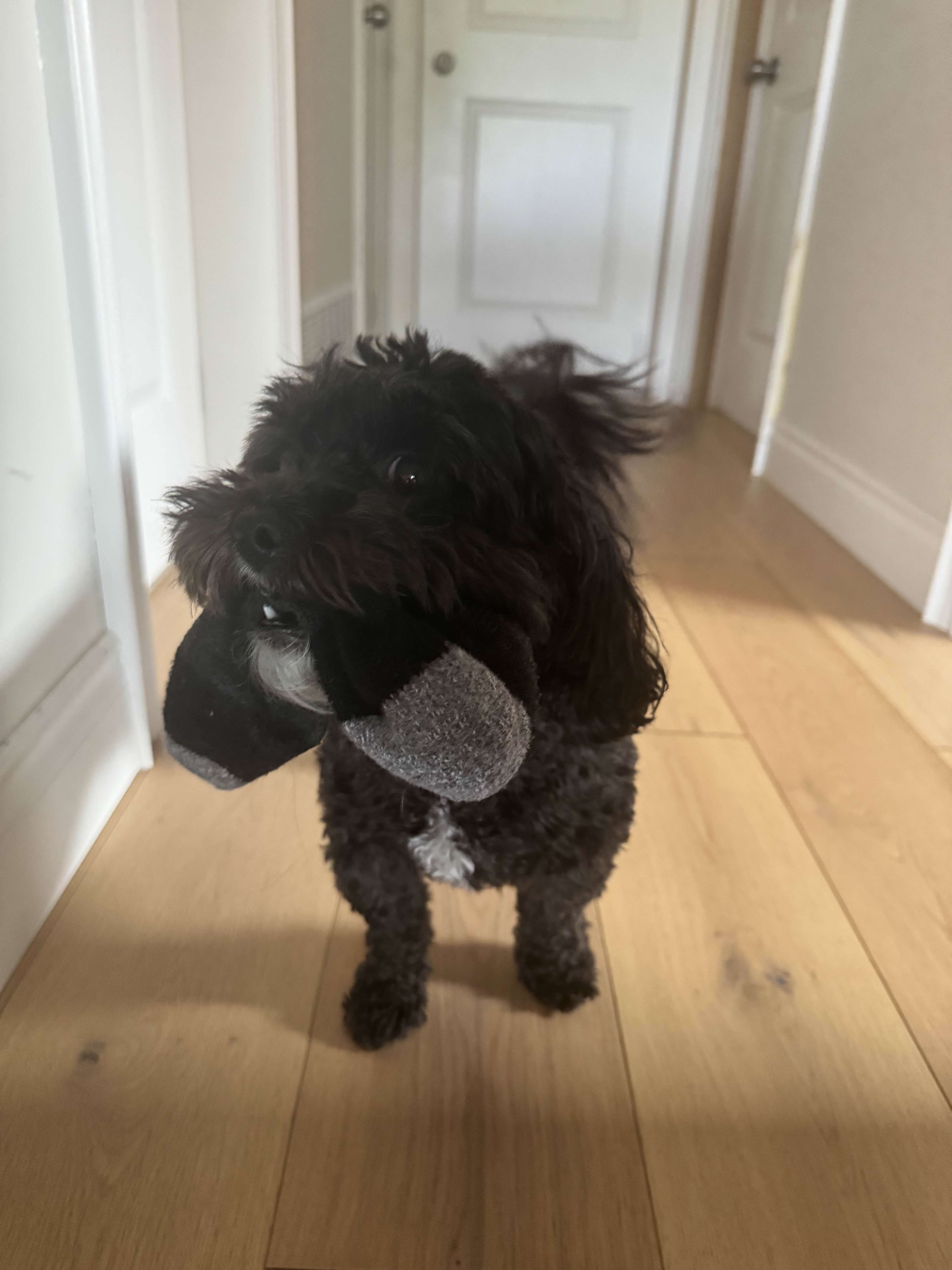 Dog with a sock